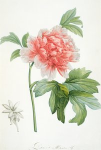 Peony by Pierre Joseph Redouté